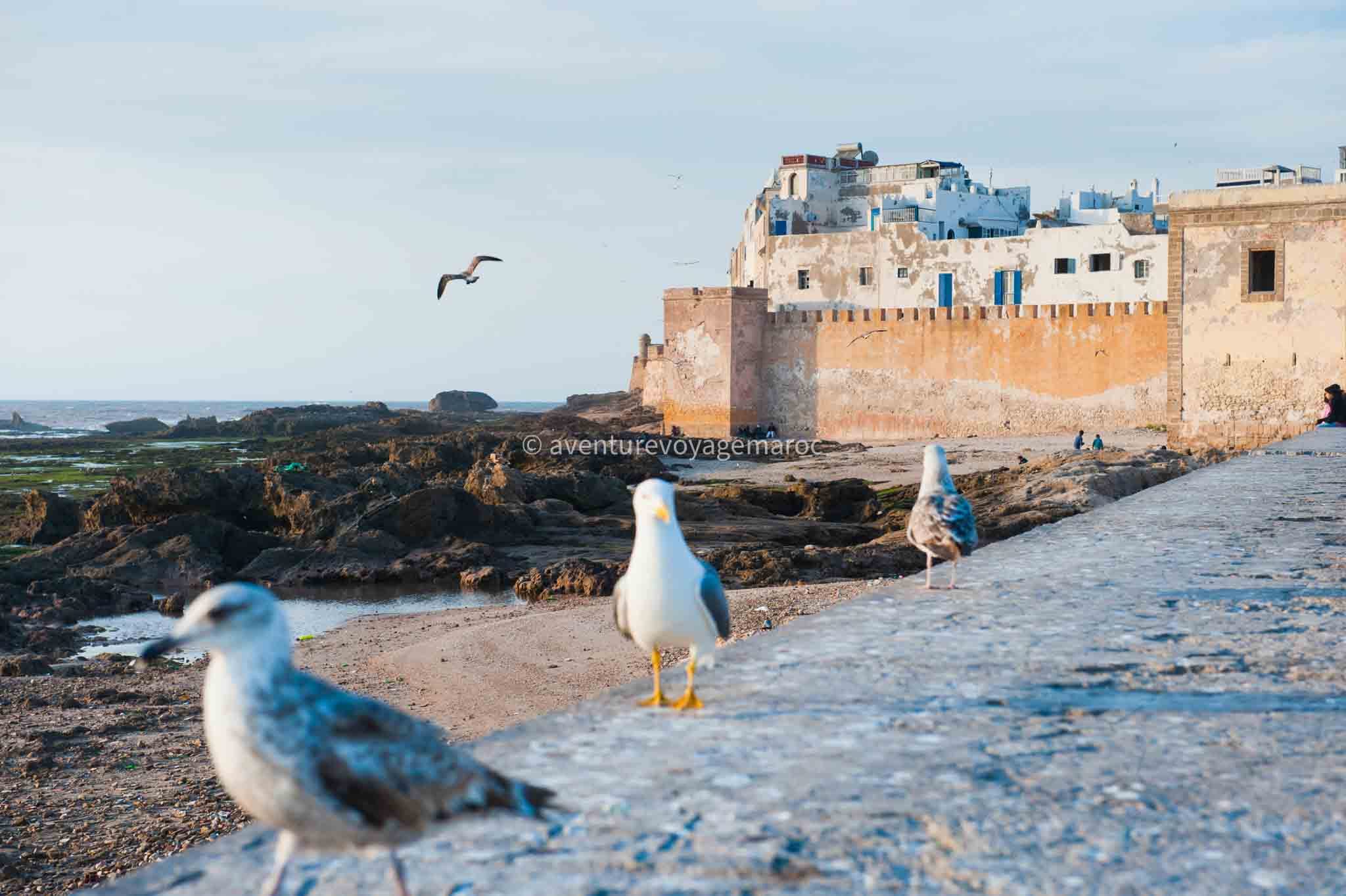 Essaouira, seagulls on the seafront, Morocco, North Africa, Africa